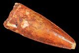 Baby Spinosaurus Tooth - Real Dinosaur Tooth #160644-1